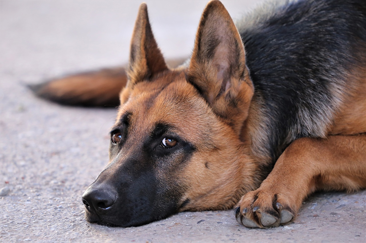 Dogs_German_Shepherd_Closeup_Snout_Glance_Paws_555654_1280x853